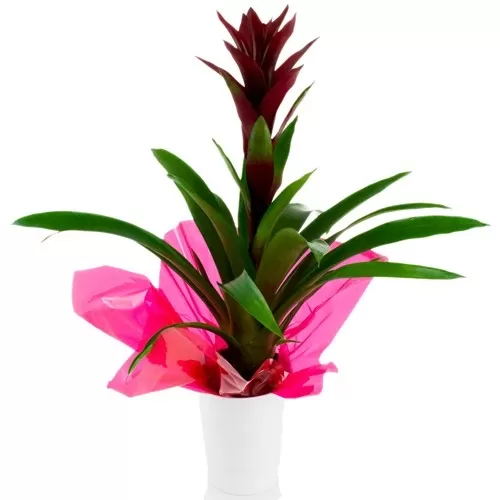 Guzmania Guzmania