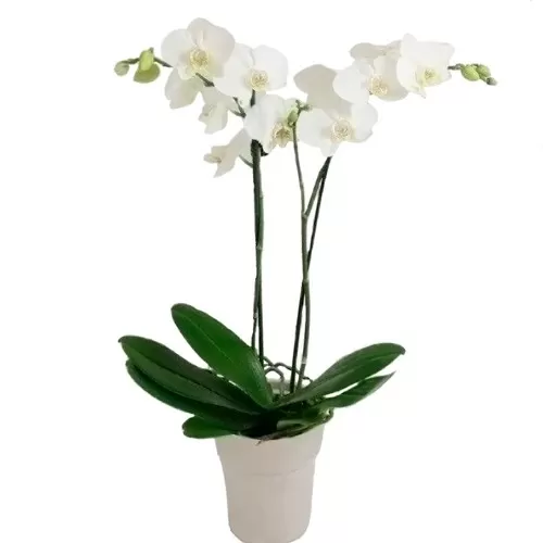 Phalaenopsis OFERTA Blanca